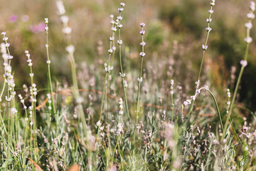 Beautiful lavender flowers in sunny light in meadow. Lavender field in mountains. Aroma herbs. Atmospheric calm rural image. Space for text