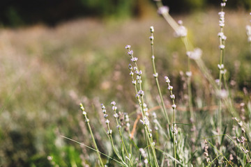 Beautiful lavender flowers in sunny light in meadow. Lavender field in mountains. Aroma herbs. Atmospheric calm rural image. Space for text