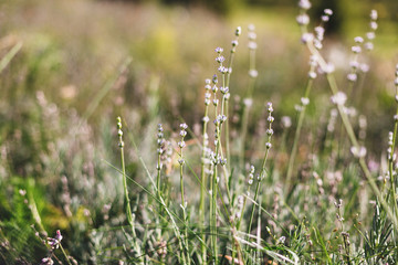 Beautiful lavender flowers in sunny light in meadow. Lavender field in mountains. Aroma herbs. Atmospheric calm rural image. Space for text