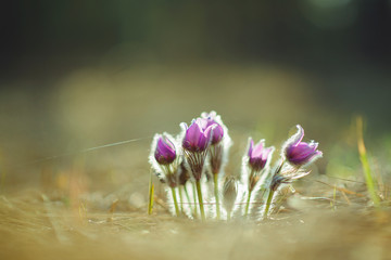 Fototapeta na wymiar Group of purple pasque flowers on mountain. Spring flower.