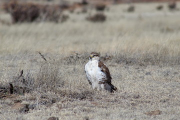 Ferruginous hawk sitting on the prarie