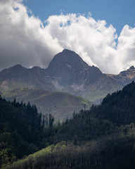 Fototapeta premium la vita della natura