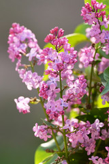 Spring lilac flowers