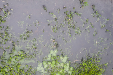 Texture of grass flooded in the meadow