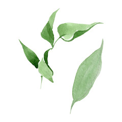 Peony green leaves floral botanical flowers. Watercolor background set. Isolated peony illustration element.