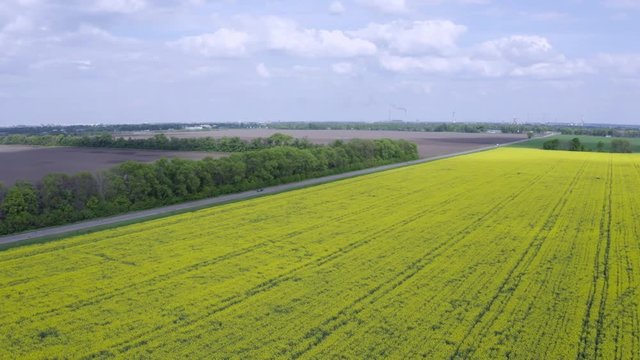 Aerial Flying over Blooming yellow rapeseed field with blue cloudless sky. Picturesque canola field under blue sky with white fluffy clouds. Wonderful 4k drone video footage for ecological concept