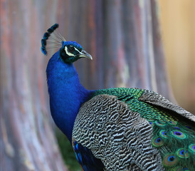 Peacock