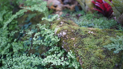 moss on stone