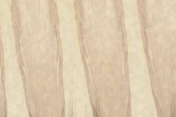 Fototapeta na wymiar nuclear ash-tree timber wood structure texture surface grain background