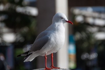 CLose up of standing seagull bird in urban environment
