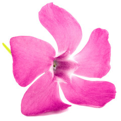 Pink flower of periwinkle, lat. Vinca, isolated on white background