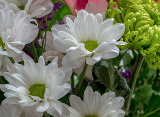 Beautiful close up bouquet of natural white chrysanthemums