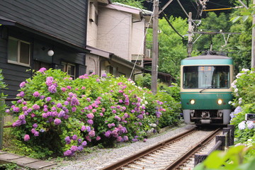 紫陽花と江ノ電