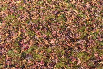 Orange and yellow autumn leaves scattered over a green lawn image in landscape format with copy space