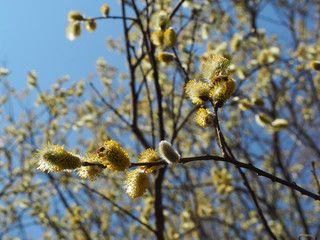 Fototapeta premium Beautiful yellow willow catkins 