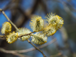 Fototapeta premium Beautiful yellow willow catkins on a background of blue spring sky 