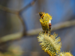 The bee pollinates a willow catkin to make the first spring honey