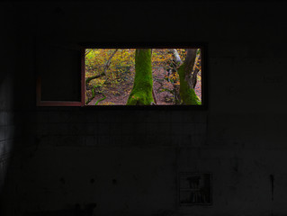 Beautiful autumn view from abandoned building window. Vibrant landscape nature colors, contrasts with pale dark building interior. Sycamore plane tree trunks.