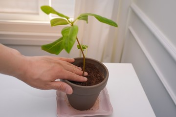 Man's hands gardening indoor potted plant in a city house