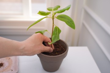 Man's hands gardening indoor potted plant in a city house