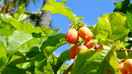 Palatéia uma vila de pescadores dentro da Barra