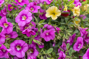 Purple and Yellow Petunia Flowers Closeup