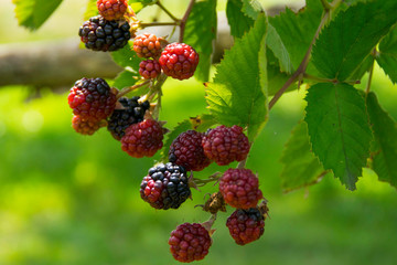 Clusters of large berries of high-quality blackberry without thorns.