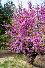 Obraz premium Italian medieval castle: Detail of flowering plant in spring