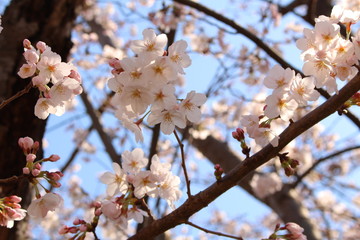 桜の花