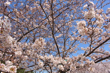 Obraz premium 桜の花
