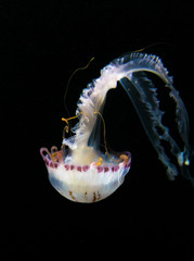 beautiful jellyfish in the ocean aquarium