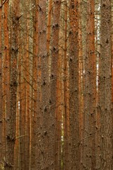 Obraz premium Pine tree trunks in the forest, wooden background