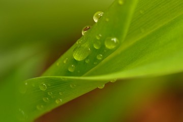 Water drops on a green leaf in spring on a rainy day
