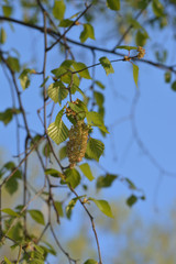 The first young spring green leaves and earrings of birch against the backdrop of trees and blue sky