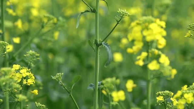 Blooming yellow rapeseed field. Picturesque canola field under blue sky with white fluffy clouds. Wonderful video footage for ecological agricultural concept. 59.94 fps video.