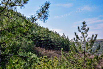 View of the mountain slope with pine forest against the blue sky with clouds. Scenic landscape.