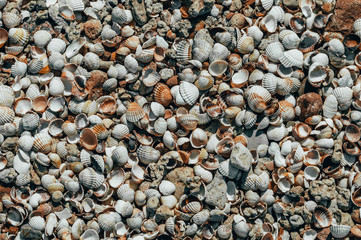 Seashells on the beach