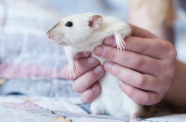 Decorative Siamese rat in the hands of a woman