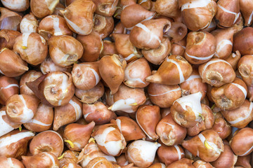 Spring flowers' bulbs: hyacinths, tulips, tuberoses