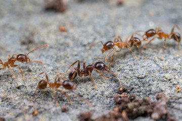 Pheidole megacephala, coastal brown big-headed ants foraging on a rock. A common invasive, pest species.
