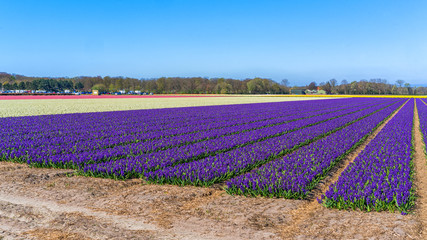 Flower fields of blue hyacinths in north holland