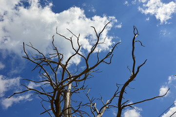 A Dead Tree in the forest with blue sky background