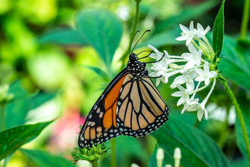Danaus plexippus, the wanderer or monarch butterfly, with colourful bright wings pollinating a white flower