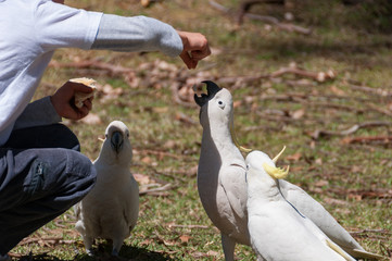 Child feeding Australian sulphur-crested cockatoos in the park © Olga K