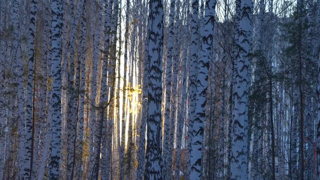 Sunset in birch grove