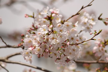 桜の花