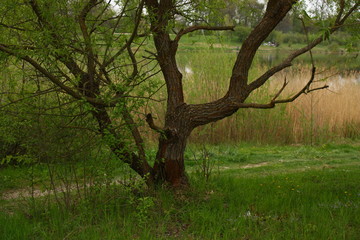Willow tree on the bank of the lake