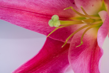 Pink lily flower