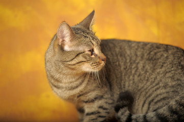striped cat with a sore eye, an thorn, a cataract, a blind