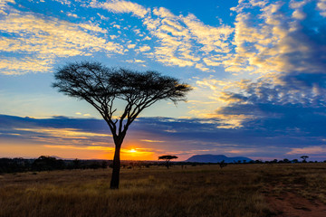 Sunset in savannah of Africa with acacia trees, Safari in Serengeti of Tanzania - obrazy, fototapety, plakaty